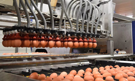 Maroc : L’industrie des œufs durement affectée par le Covid-19