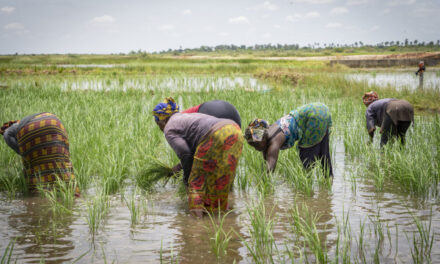 Sénégal : la Banque africaine de développement débloque plus de 55 millions d’euro pour augmenter les productions agricoles, les emplois et les revenus dans neuf régions du pays