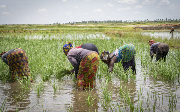Sénégal : la Banque africaine de développement débloque plus de 55 millions d’euro pour augmenter les productions agricoles, les emplois et les revenus dans neuf régions du pays
