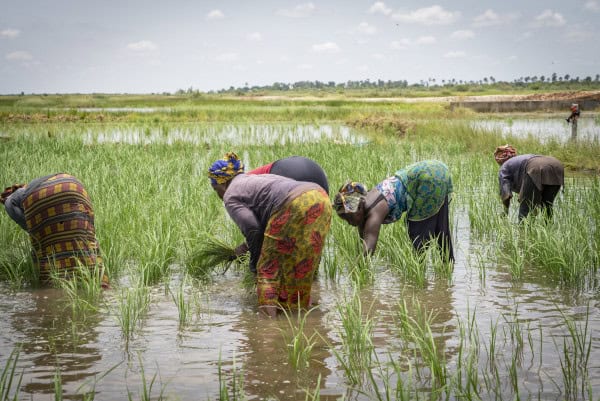 Sénégal : la Banque africaine de développement débloque plus de 55 millions d’euro pour augmenter les productions agricoles, les emplois et les revenus dans neuf régions du pays