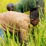 Côte d’Ivoire : le Fonds africain de développement accorde un prêt de plus de 18 millions de dollars pour accroître la productivité rizicole