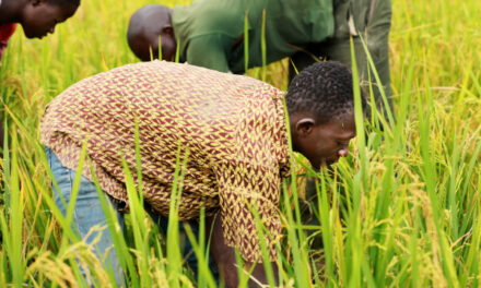 Côte d’Ivoire : le Fonds africain de développement accorde un prêt de plus de 18 millions de dollars pour accroître la productivité rizicole