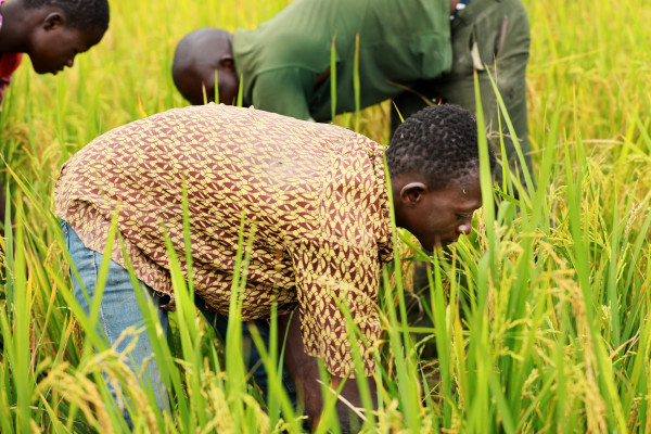 Côte d’Ivoire : le Fonds africain de développement accorde un prêt de plus de 18 millions de dollars pour accroître la productivité rizicole
