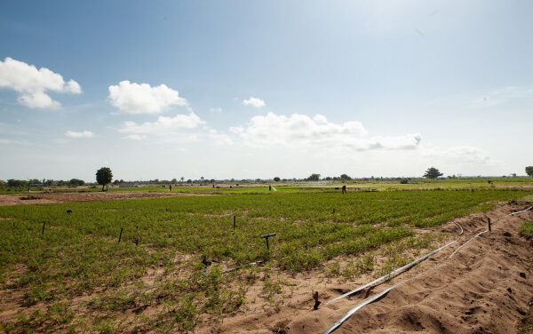 Au Bénin, le Fonds africain de développement contribue à moderniser l’activité agricole dans la vallée de l’Ouémé