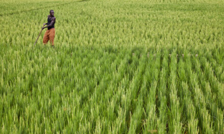 Tchad : le Fonds africain de développement accorde un don de 11,5 millions de dollars pour augmenter la production de riz grâce à l’irrigation à maîtrise totale de l’eau