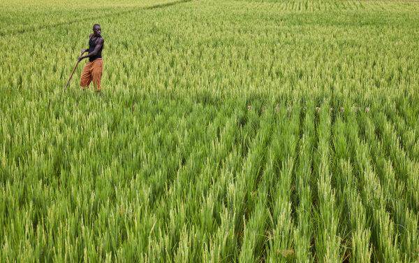 Tchad : le Fonds africain de développement accorde un don de 11,5 millions de dollars pour augmenter la production de riz grâce à l’irrigation à maîtrise totale de l’eau