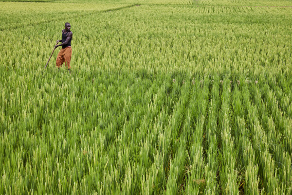 Tchad : le Fonds africain de développement accorde un don de 11,5 millions de dollars pour augmenter la production de riz grâce à l’irrigation à maîtrise totale de l’eau