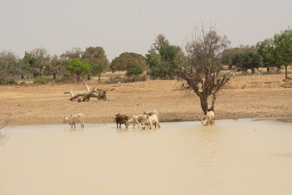 Renforcer la gouvernance climatique en Afrique de l’Ouest : trois plaidoyers pour une action climatique inclusive au Burkina Faso, en Côte d’Ivoire et au Sénégal