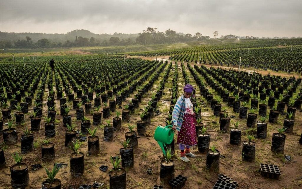 Foncier :  Un chiffre alarmant pour l’agriculture en Afrique