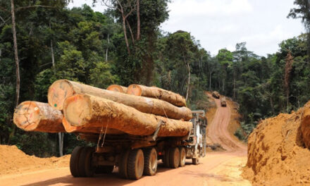Commerce illégal du bois: le Cameroun perd près de 7 milliards de FCFA par an