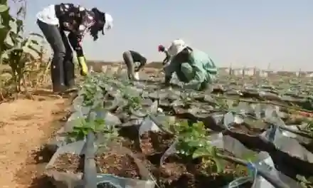 Engrais : Une cadence accélérée pour l’Afrique
