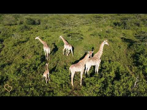 Une réserve côtière sauvage de 13 000 hectares arrive sur le marché du Cap-Oriental