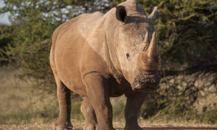 Afrique du Sud: Grosse saisie de cornes de rhinocéros
