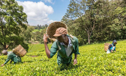Tanzanie: Augmentation de 40% de la production du thé