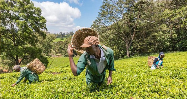 Tanzanie: Augmentation de 40% de la production du thé